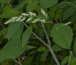 Reed canarygrass